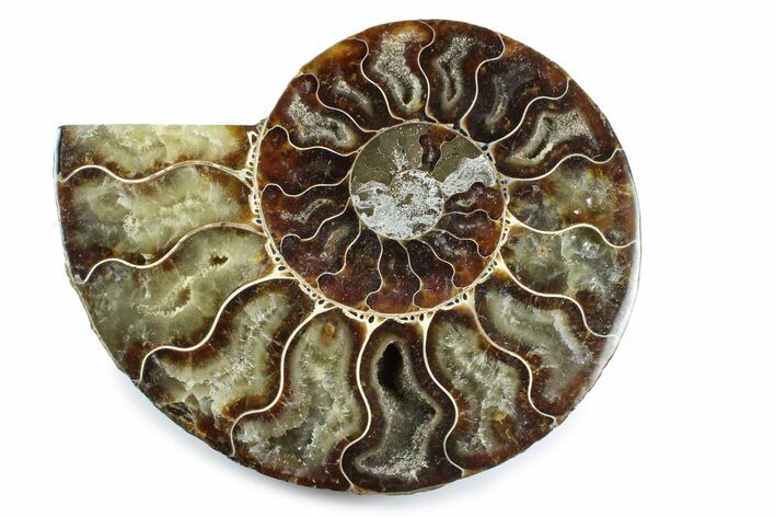 Cut & Polished Ammonite Fossil (Half) - Madagascar #364934